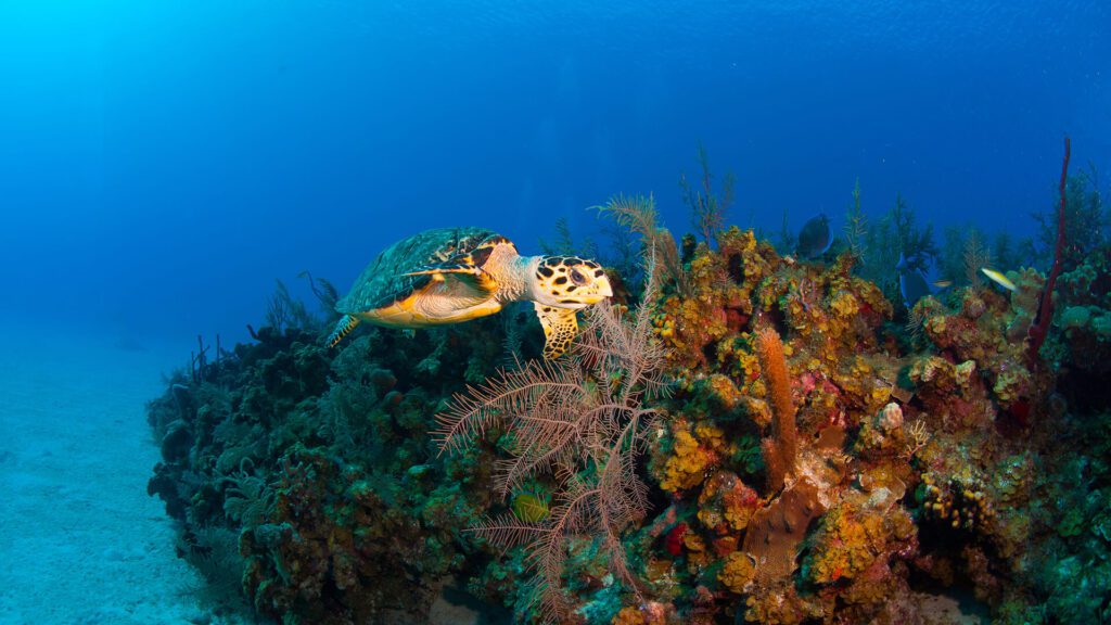 corals and sea turtle in the Caribbean 