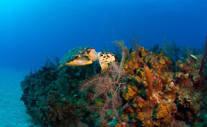 corals in the Caribbean