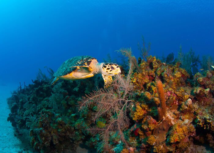 corals in the Caribbean