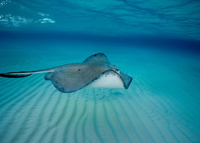 Southern stingray in motion