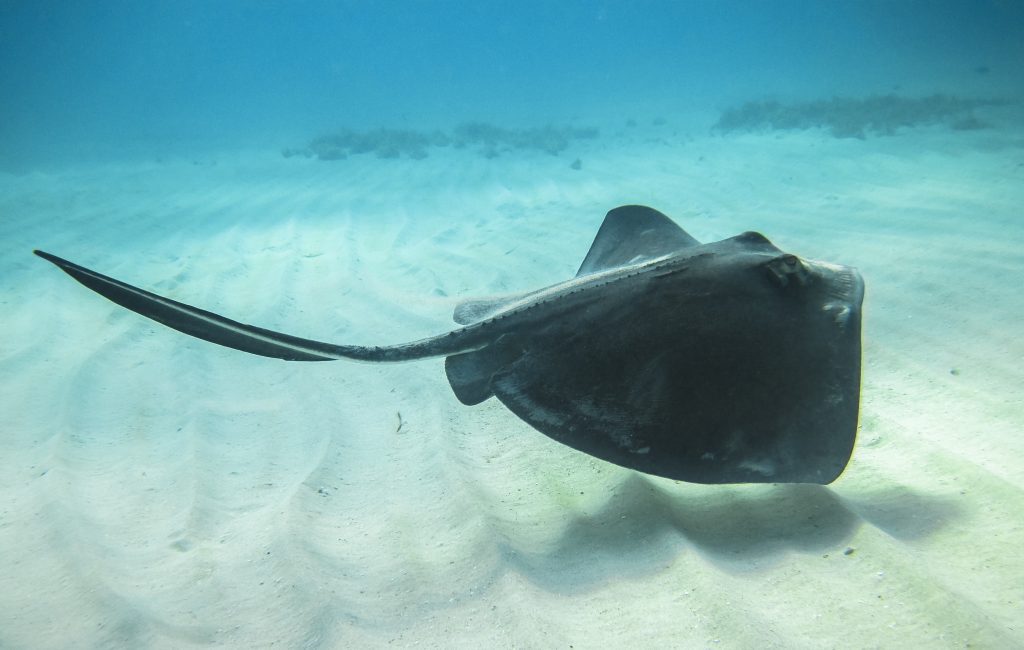 An adult southern stingray (Dasyatis americana) swimming above a sandy ocean floor in the Caribbean Sea.