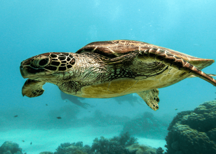Sea turtle