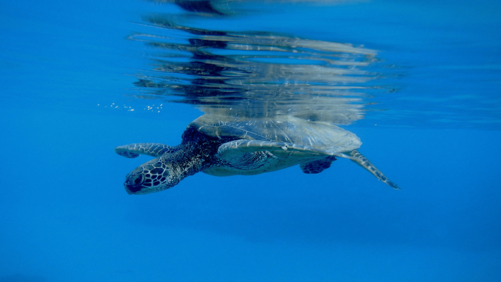 Sea turtle underwater 